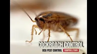 OCG Campbelltown - Cockroach Control