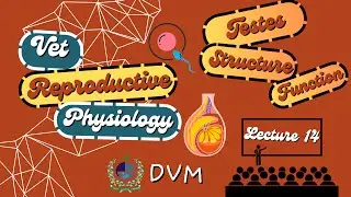 Testes in Animals [CC] 🐾 | Structure, Functions & Hormones Explained | VetCare #dvm #vetcare
