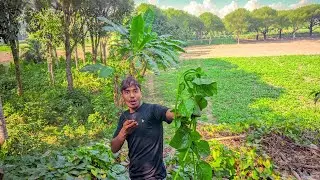 পুঁই শাক পাড়তে গিয়ে যে কান্ডটা ঘটল 😱