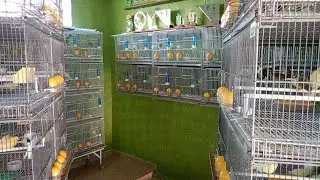 CASAIS MATRIZ DISPONÍVEL - CANARIL CHAVES 🇧🇷