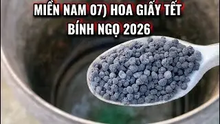 MIỀN NAM 07) Hoa giấy Tết Bính Ngọ 2026. 