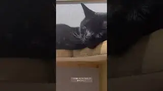 My cute stalking cat at bathroom. 私の可愛いストーカー猫、トイレ編。