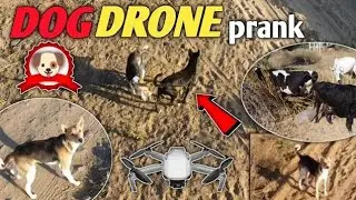 DRONE PRANK ON DOG 🐕 \\ कुत्ते के साथ किया prank #prank #new #drone