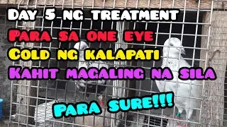 DAY 5 NA TREATMENT PARA SA ONE EYE COLD NG MGA KALAPATI KAHIT MAGALING NA SILA PARA SURE!!!