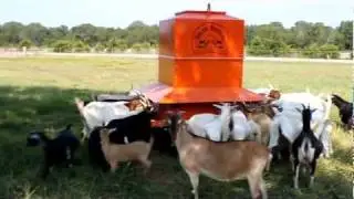 Goat Feeder