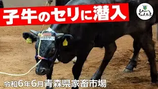 【潜入】青森県家畜市場！和牛を支える子牛セリを取材🐂