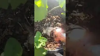 How I use Pure Protein Dry in the garden