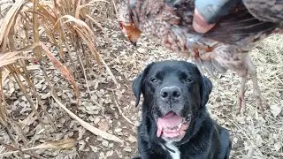 Winter Quail with Tank