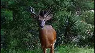 Deer protein Antler Growth