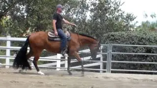 Electric Sensation, APHA World Champion For Sale by Zippos Sensation