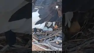 Знаменитые орлы снесли уже 2 яйца в этом сезоне!