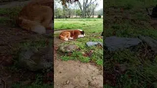 Dogs LOVE Rain Part 4