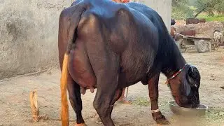1st Timer Top Nilli High Milking Buffalo for sale in Punjab Pakistan on YouTube 19 October 2025 