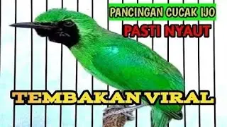 AWAS EMOSI !! PANCINGAN CUCAK IJO GACOR FULL ISIAN KASAR DONGKRAK IJO LAWAN AGAR CEPAT JAMTROK