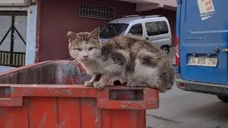 Poor stray cat starving to death looking for food in garbage Container.