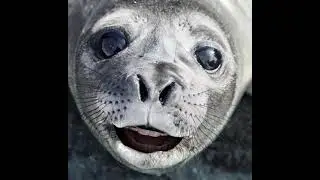 Seal video archive museum: seal sings burn my dread from persona 3 👌🦭