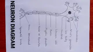 How to draw Neuron diagram || easy Neuron diagram || तंत्रिका तंत्र ||