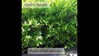 Enkosi Bawo mini Lyrics 2 Minister Phathiswa Mduba