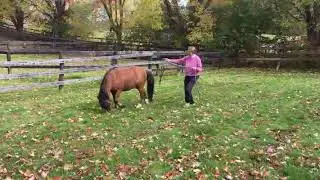bob marley, leading the smart pony movie