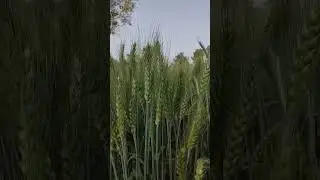 गेंहू की नई किस्म DBW 359