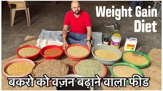 Goat Feed For Weight Gain by YAGF Yateen’s Agro & Goat Farm Mahapoli