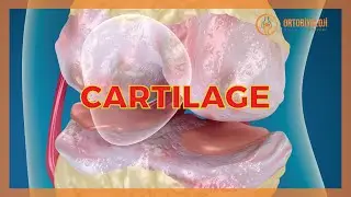 CARTILAGE DISEASES & TREATMENTS