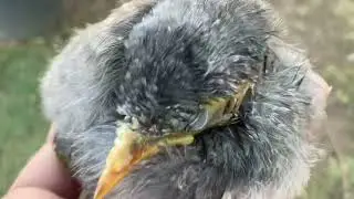 Baby noisy miner and chickens