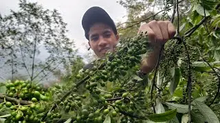 Search Litsea Cubeba Plant [ Tayir ] For A Dinner | Arunachal Pradesh!!!