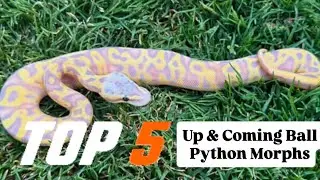 Top 5 Up & Coming Ball Python Morphs 