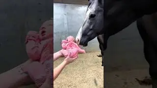 🐴👶 Gentle Horse Sniffs Newborn Baby | Unbreakable Bond. #horselove #animalshorts #petlover