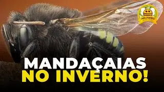 2 Manejos ESSENCIAIS para Manda&ccedil;aia no INVERNO!