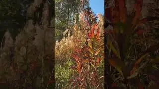 Copper stems in the wind 🍂 #nature #wildlife #forest #camping