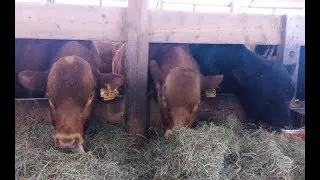 Breeding soundness evaluation of beef bulls **Credits also to Stephanie L Bourgon**