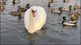 Mute swan cob comes over for a feed