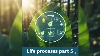 Mechanism Of Photosynthesis|| Life Processes || Biology || Class 10 || UP Board 