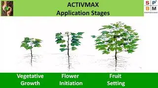 Modicare Activmax: Usage