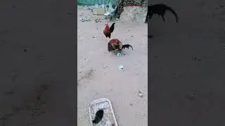 Rooster Mating With Hen Shorts Video #roosterMatin