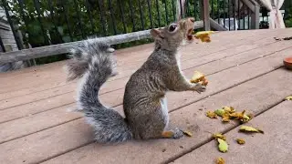 Squirrel Fluffy opens black walnut husk!