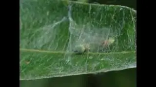 Groene kaardertjes oorlog in de tuin.