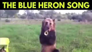 Kev Rowe - The Blue Heron Song (Official Video)