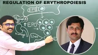 2. Regulation of Erythropoiesis: Factors necessary for RBC and Hemoglobin formation