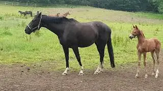 Stutenherde