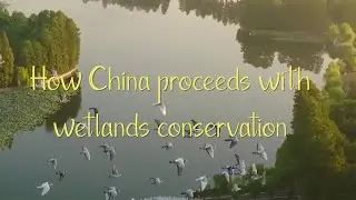 GLOBALink | How China proceeds with wetlands conservation