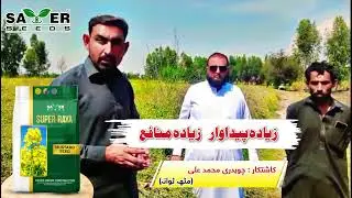 Super Raya Mustard Seed | Farmer Feedback & Excellent Crop Result | Saver Seeds Corporation