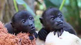 Costa Rican Wildlife at Nosara Rescue Centre