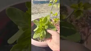Free में मिली //pitunia plants की repotting  //👍✅💜💜👌🤩✨| !!#shortsfeed