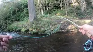 One Last Brown Trout on the Daddy Longlegs #flyfishing #browntrout #smallstream