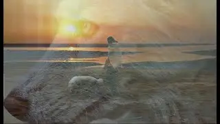Wild nature videography: short film 
