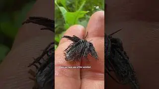 Have you ever seen a tortoise beetle larva before? #shorts