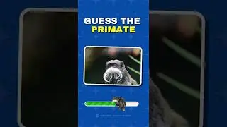 Guess the Primate Quiz 13 #primates #primatequiz #guesstheprimate #guesstheanimal #animalquiz